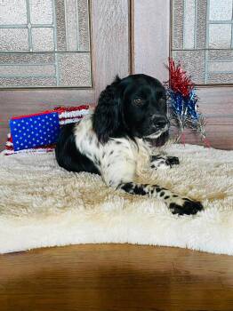 Reggie -  Munsterlander and English Springer Spaniel Dog for Adoption in Boerne, Texas - Reggie | PetCurious