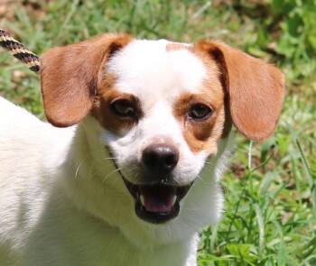 Kirby -  Beagle and Chihuahua Dog for Adoption in Cedartown, Georgia - Kirby | PetCurious