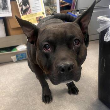 Mixed Breed Dogs Available for Adoption - Shnookums | PetCurious