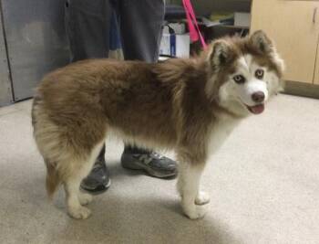 COCO PUFF -  Siberian Husky Dog Available for Adoption in Riverside, California - COCO PUFF | PetCurious