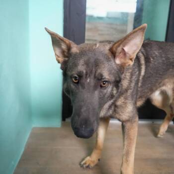 Rex AKA Rocky 8926 -  German Shepherd Dog Dog for Adoption in Loxahatchee Groves, Florida - Rex AKA Rocky 8926 | PetCurious