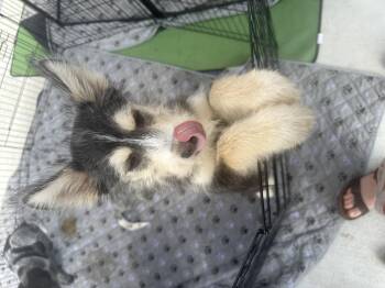 Husky and Schnauzer Dogs Available for Adoption in Oklahoma City, Oklahoma - Midge | PetCurious