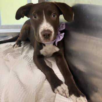 Jill -  Mixed Breed Dog for Adoption in Las Cruces, New Mexico - Jill | PetCurious