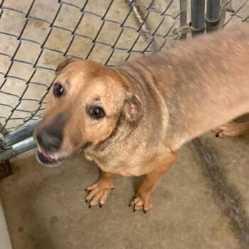 Ashley -  Pit Bull Terrier and Mixed Breed Dog for Adoption in West Point, Mississippi - Ashley | PetCurious