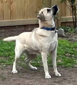 Black Mouth Cur and Labrador Retriever Dogs Available for Adoption in Alexander, Arkansas - Blaze | PetCurious