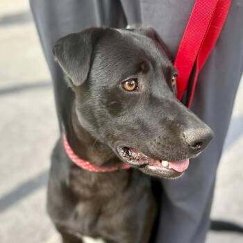 Labrador Retriever and Shar Pei Dogs Available for Adoption - Baby Bear | PetCurious