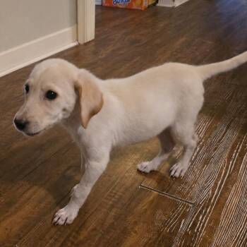 Shyann -  Mixed Breed Dog for Adoption in Little Rock, Arkansas - Shyann | PetCurious