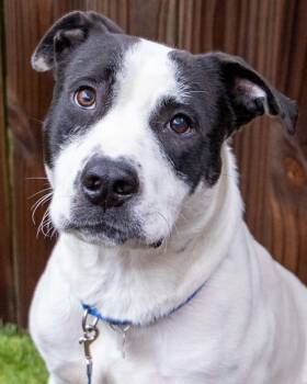 Rescue Labrador Retriever and Pointer Dogs for Adoption in Kennesaw, Georgia - Nicolas | PetCurious
