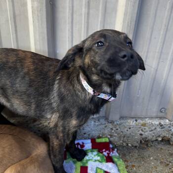 Shepherd and Mixed Breed Dogs Available for Adoption - Moana  | PetCurious