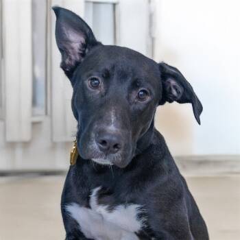 Rescue Labrador Retriever and Mixed Breed Dogs for Adoption in St. Louis, Missouri - DENARIUS | PetCurious