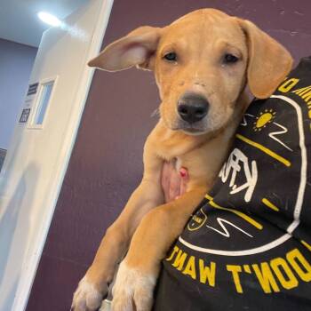 Rescue Mixed Breed Dogs for Adoption in San Francisco, California - Eggs | PetCurious