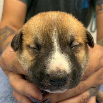 Mixed Breed Dogs Available for Adoption - Caius | PetCurious