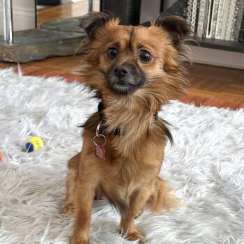 Victor -  Pomeranian Dog for Adoption - Victor | PetCurious