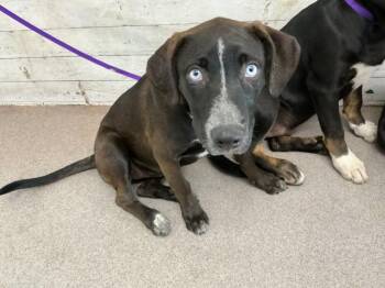 HARLEY -  Labrador Retriever Dog for Adoption in San Bernardino, California - HARLEY | PetCurious