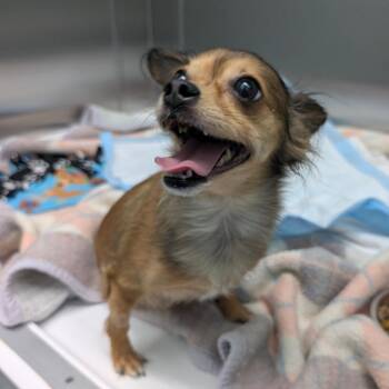 Gabby -  Chihuahua Dog for Adoption in Chico, California - Gabby | PetCurious