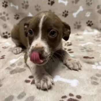 Thea -  Pit Bull Terrier Dog for Adoption - Thea | PetCurious