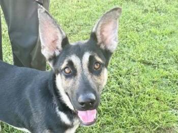 Justin -  Mixed Breed Dog for Adoption in Georgetown, Texas - Justin | PetCurious