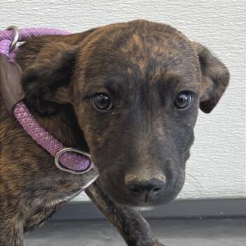 Mixed Breed Dogs Available for Adoption in Las Cruces, New Mexico - Marigold | PetCurious