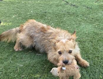 Cesar -  Norwich Terrier Dog for Adoption in Fallbrook, California - Cesar | PetCurious
