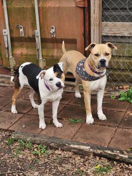 Zane and Rascal - Bonded Brothers from another mother -  American Staffordshire Terrier and Boxer Dog for Adoption in Houston, Texas - Zane And Rascal - Bonded Brothers From Another Mother | PetCurious
