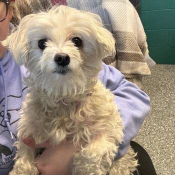 Rescue Maltese Dogs for Adoption in Parkersburg, West Virginia - Trixie | PetCurious