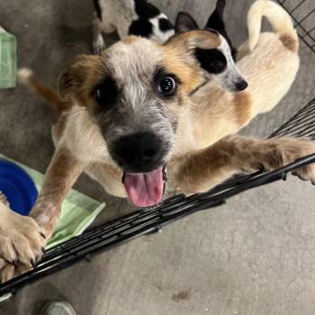 Tails -  Australian Cattle Dog Blue Heeler and Terrier Dog for Adoption in Fort Collins, Colorado - Tails | PetCurious