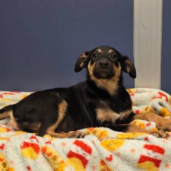 Shepherd and Mixed Breed Dogs Available for Adoption - Two Medicine | PetCurious