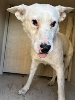 Shepherd and Siberian Husky Dogs Available for Adoption in Victorville, California - Steve | PetCurious