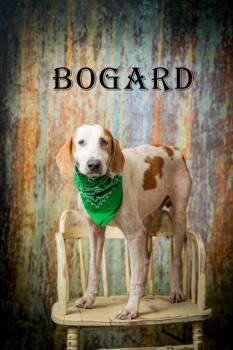 Bogard -  Hound Dog for Adoption in North Myrtle Beach, South Carolina - Bogard | PetCurious