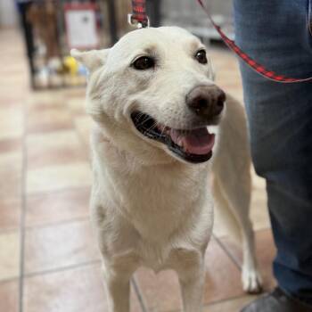 Snowbird -  White German Shepherd Dog for Adoption in Midland, Texas - Snowbird | PetCurious