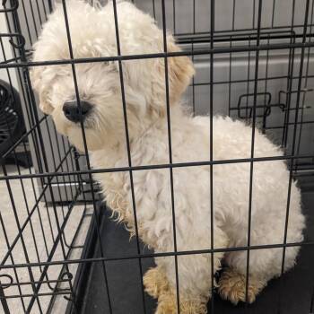 Bichon Frise Dogs Available for Adoption - Merriweather | PetCurious