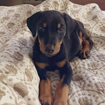 Agamemnon (#327) -  Doberman Pinscher Dog for Adoption in Twin Lakes, Wisconsin - Agamemnon (#327) | PetCurious