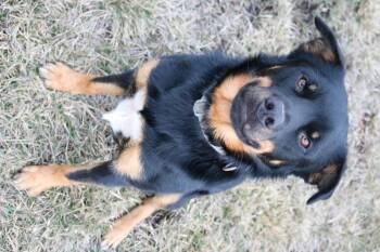 Rottweiler Dogs Available for Adoption - Titan | PetCurious