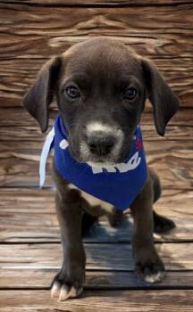 Teddy -  Labrador Retriever Dog for Adoption in Kingman, Arizona - Teddy | PetCurious