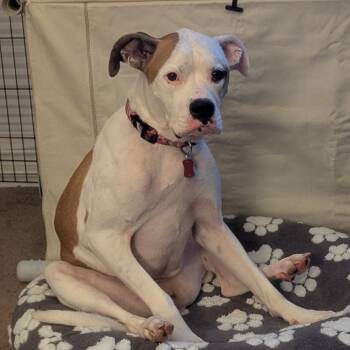 Rescue Boxer and Mixed Breed Dogs for Adoption in Avon, Ohio - Savanna | PetCurious