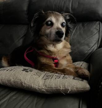 Terrier Dogs Available for Adoption in Wilmington, Delaware - Daisy Lynn | PetCurious