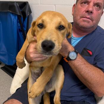 Mixed Breed Dogs Available for Adoption in Englewood, Florida - Sheldon | PetCurious