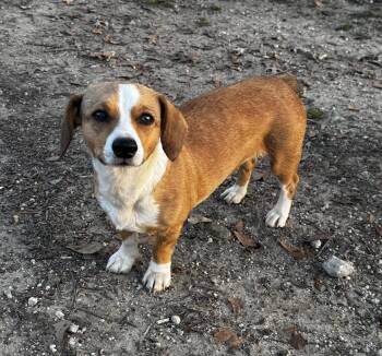 Chihuahua Dogs Available for Adoption - Frankie | PetCurious