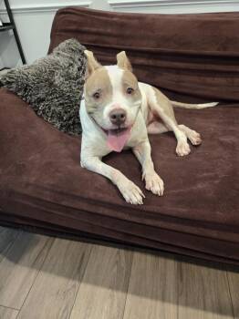Journey -  Mixed Breed Dog for Adoption in Wando, South Carolina - Journey | PetCurious