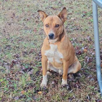 Copper -  Mixed Breed Dog Available for Adoption in Lynchburg, Virginia - Copper | PetCurious