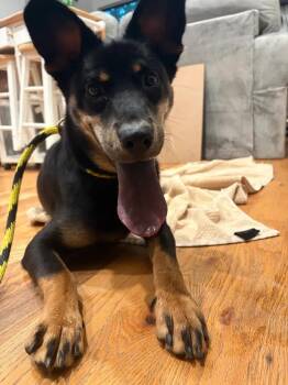 Sandy Dee -  Rottweiler Dog for Adoption in Polk, Ohio - Sandy Dee | PetCurious