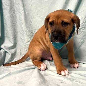Mixed Breed Dogs Available for Adoption - Dontatello | PetCurious