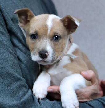 Boxer and Cattle Dog Dogs Available for Adoption in Kansas City, Kansas - Jo (AO36425) | PetCurious