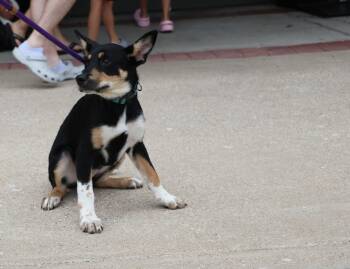 Bliss -  Mixed Breed Dog for Adoption in Pflugerville, Texas - Bliss | PetCurious