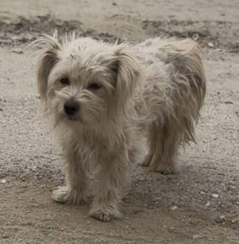 Olive -  Maltese Dog for Adoption in Palm Desert, California - Olive | PetCurious