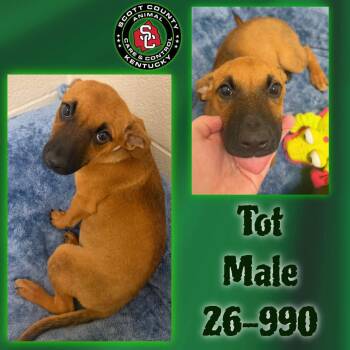 Tot -  Labrador Retriever and Australian Cattle Dog Blue Heeler Dog for Adoption in Georgetown, Kentucky - Tot | PetCurious
