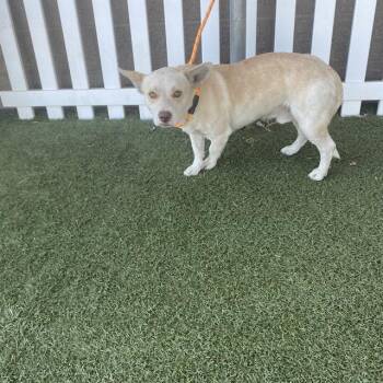 A614850 -  Chihuahua and Mixed Breed Dog for Adoption in Modesto, California - A614850 | PetCurious