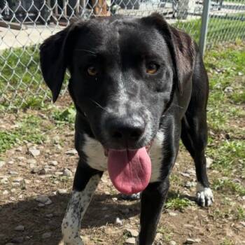 Pacey -  Border Collie Dog for Adoption in Tioga, Pennsylvania - Pacey | PetCurious