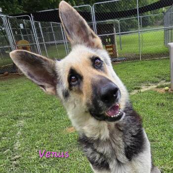 Rescue German Shepherd Dog Dogs for Adoption in Athens, Alabama - Venus | PetCurious