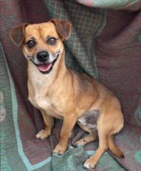 Scout -  Chihuahua and Dachshund Dog for Adoption in Polson, Montana - Scout | PetCurious
